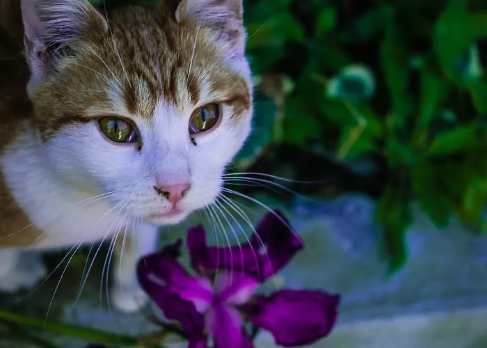 Apartamento Barbara *